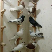 کفتر