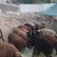 میش هترو همو