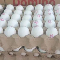 پخش تخم مرغ ،کلوچه،آبمیوه،قندبه قیمت عمده