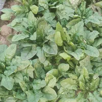 فروش اسفناج ب صورت عمده