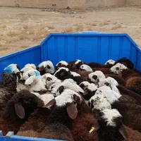 بره نر سرخ کله عروس