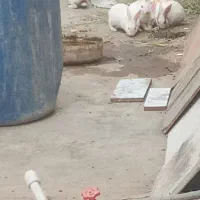 تعداد خرگوش
