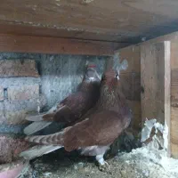 کفترپرشی|پرنده|خان ببین, |دیوار