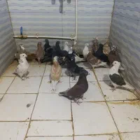 کبوتر|پرنده|پاپی, |دیوار