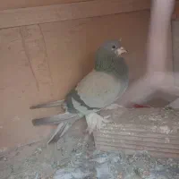 کبوترخرقه ابری