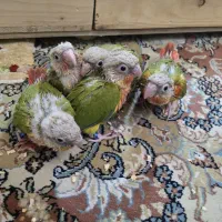 گرینچیک سرلاکی|پرنده|مشهد, تربیت (صدف)|دیوار