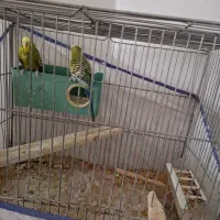 فروش تعدادی پرنده مرغ عشق عروس هلندی|پرنده|شهرضا, |دیوار