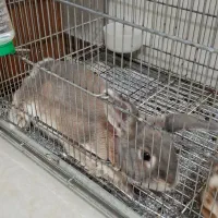 فروش ۲ عدد خرگوش لوپ نر ماده