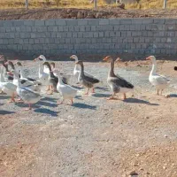 فروش غاز محلی