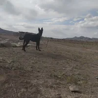 سگ ژرمن بلک اصیل مناسب فوری