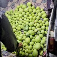 شاگرد برای بساط میوه.