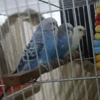 مرغ عشق به شرط بالغ