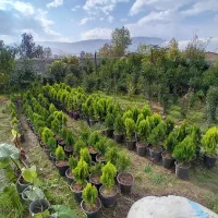 لاوسون کامیس پیتسپروم کاج نخل پالم یاس انواع گل