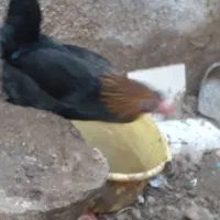 مرغ جوان|حیوانات مزرعه|مسجد سلیمان, |دیوار