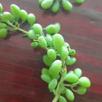 قوره با چیدن. تو. باغ رو بوته کلی فروش همش رو هم