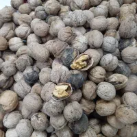 گردو تازه روستا