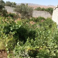 فروش-زمین-باغ-شهری-باغات-حاج-فاتحی-خالد-آباد