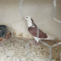 همه عالی به شرط گرفتنی هستن