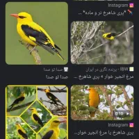 مرغ انجیرخوار..یا مرغ شاهرخ|حیوانات مزرعه|اصفهان, دشتستان|دیوار