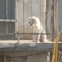 پودل ترییر ماده ۱۰ ماهه|سگ|باقرشهر, |دیوار