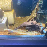 کت فیش البینو پوره بوته ای نر و ماده