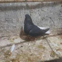 کبوتررنگی|پرنده|شال, |دیوار