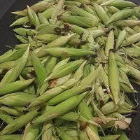 فروش ذرت