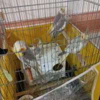 عروس هلندی با خانواده