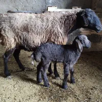 میش با بره نر