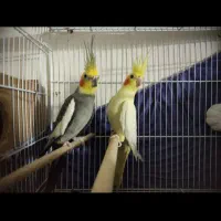 جفت عروس هلندی مولد جوجه داده