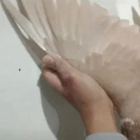 کلاغ قشنگ|پرنده|نیشابور, گنبد سبز|دیوار