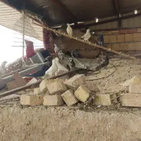 کفتر