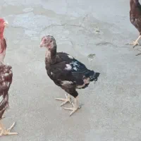 سلام خدمت دوستان