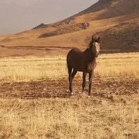 اسب نریان
