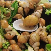 حلزون اچاتینا|خزنده|سیرجان, |دیوار