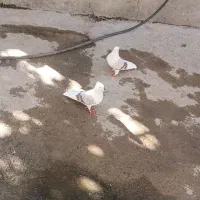 دوتا نر پلنگ لون|پرنده|سیلاخور, |دیوار