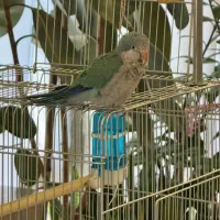 طوطی راهب|پرنده|تهران, حکمت|دیوار