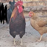 دیچ|پرنده|سوسنگرد, |دیوار