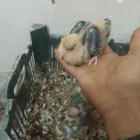 تعدادی لوازم خانه وکربلایی|سایر لوازم برقی|قوچان, |دیوار