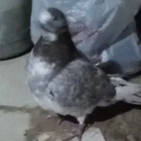 کبوتر|پرنده|بروجرد, |دیوار