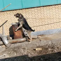 فروش سگ نگهبان|سگ|فرمهین, |دیوار