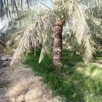 جنگ مضافتی درجه ۱وضمانتی