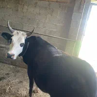 لیشه جوان چالوسی