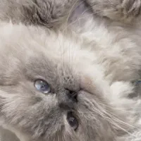 گربه پرشین هیمالین