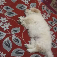 فروش سگ پامرروباهی