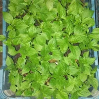 نهال و درخت گلدانی