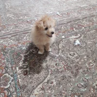 سگ ۴ماهه باهوش|سگ|سنندج, |دیوار