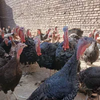 بوقلمون برنز بوربون و جوحه برهما|حیوانات مزرعه|قم, پردیسان|دیوار