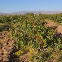 فروش زمین مشجر پسته در یزدانشهر
