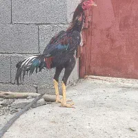 لل اصل نصب دار